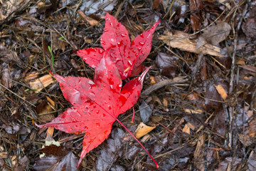 Red Maple Leaves