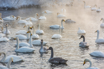 Beautiful white whooping swans swimming in the nonfreezing winter lake. The place of wintering of swans, Altay, Siberia, Russia. © olinchuk
