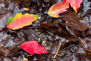 Fall Woodland Leaves