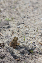 Toad baby on sandy soil