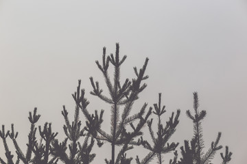 Silhouette of a pine forest and sky. Place for the text.