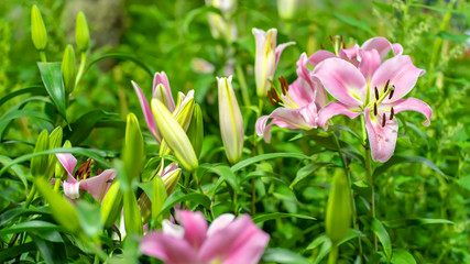 Obraz premium Lily in the garden on a nature background.