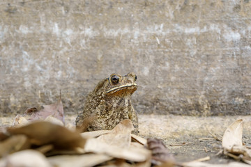 The toad are posing on the ground of cement.