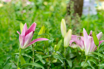 Fototapeta premium Lily in the garden on a nature background.