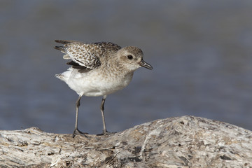  A black-bellied plover (Pluvialis squatarola) stretching its wings perched on a branch above a shallow pond in Fort Myers Beach Florida.