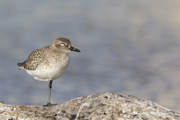  A black-bellied plover (Pluvialis squatarola) perched and resting in the sun on a branch above a shallow pond in Fort Myers Beach Florida.
