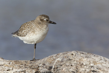 Obraz premium A black-bellied plover (Pluvialis squatarola) perched and resting in the sun on a branch above a shallow pond in Fort Myers Beach Florida.