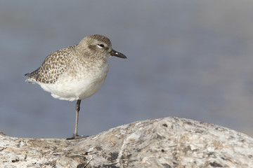 Obraz premium A black-bellied plover (Pluvialis squatarola) perched and resting in the sun on a branch above a shallow pond in Fort Myers Beach Florida.
