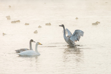 Beautiful white whooping swans swimming in the nonfreezing winter lake. The place of wintering of swans, Altay, Siberia, Russia. © olinchuk