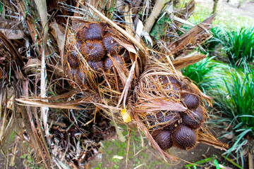 Salacca, zalacca, salak or snake fruits on palm tree in garden.