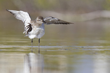  A black-bellied plover (Pluvialis squatarola) stretching its wings after having a bath in a shallow pond on Fort Myers Beach Florida.
