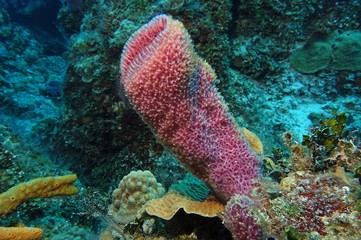 Violetter Röhrenschwamm