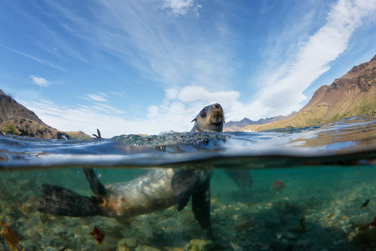 Fur seal