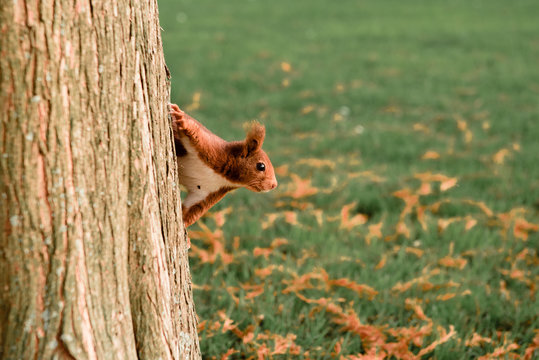 Funny squirrel on tree in park