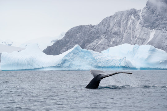 Humpback whale fluke