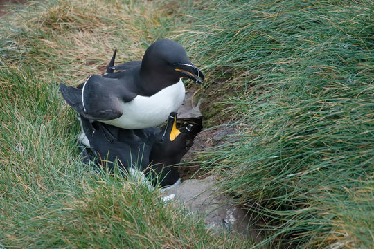Razorbills mating