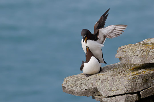 Razorbills mating