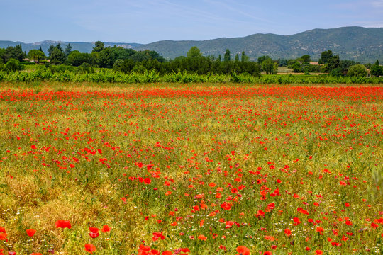 75 Best Champ De Coquelicots Images Stock Photos Vectors Adobe Stock