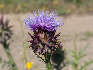 cardoon, cynara cardunculus