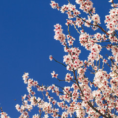 Almond tree blooming in spring