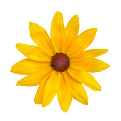 Yellow daisy flower, isolated on a white background (design element)