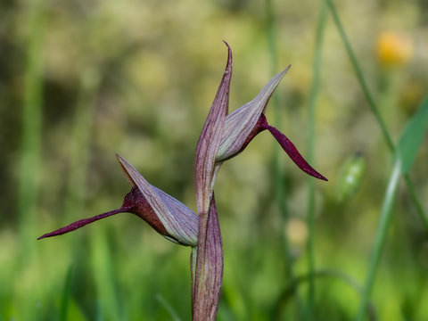Tongue Orchid, Serapias Lingua