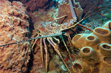 Languste am Palancar-Riff, Mexiko