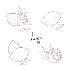 Lime. Sketch. Set.