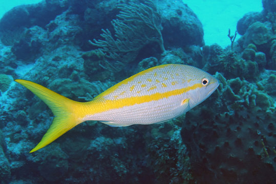 Gelbschwanz-Schnapper