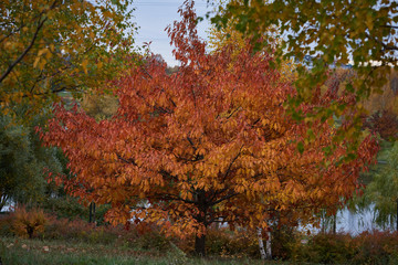 Trees in the park