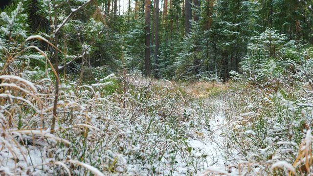 Young slim woman runs in the forest with a Airedale Terrier dog. The first snow in the autumn forest lies on the dry grass.