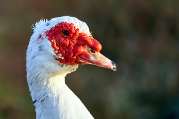 Close up muscovy duck (Cairina moschata) is a large duck native to Mexico