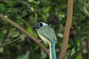 fotos de aves varias 