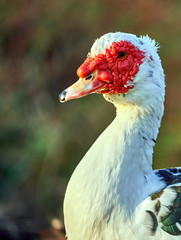 Close up muscovy duck (Cairina moschata) is a large duck native to Mexico