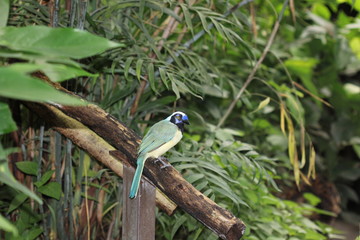fotos de aves varias 