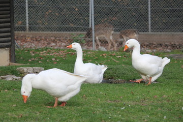 fotos de paisajes varios arboles varios naturaleza 