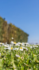 Smartphone HD wallpaper of daisies in a meadow with blue sky in the background - low stance position