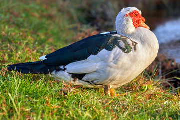 Close up muscovy duck (Cairina moschata) is a large duck native to Mexico