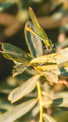 Smartphone HD wallpaper of macro of dragonfly on leaf
