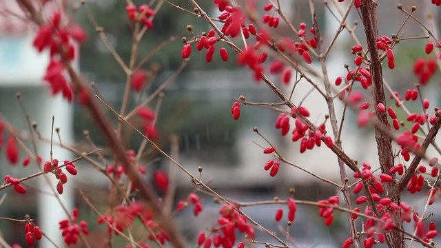 Winter scene, Cornlian cherry, cornus fruit on a snowy day. It's sleeting(snow mixed with rain).