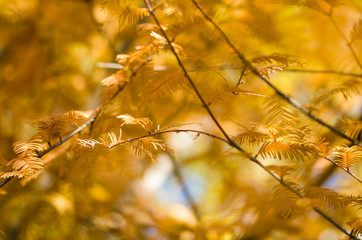 Golden Branches of Autumn Displayed on a Dawn Redwood Tree