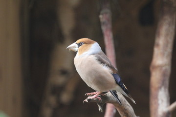 Fototapeta premium fotos de aves varias 