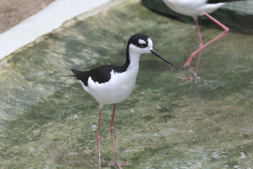 fotos de aves varias 