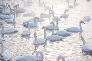 Beautiful white whooping swans swimming in the nonfreezing winter lake. The place of wintering of swans, Altay, Siberia, Russia. © olinchuk