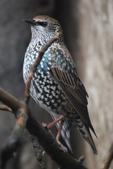 fotos de aves varias 