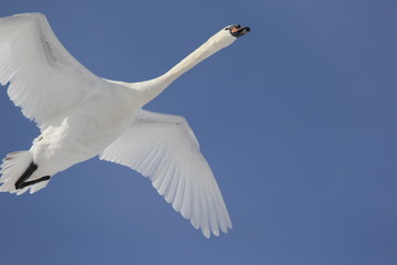 fotos de aves varias 