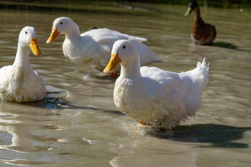 Large Aylesbury Pekin ducks with a mallard looking on in the background