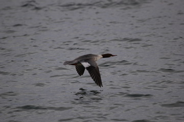 fotos de aves varias 