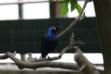 fotos de aves varias 