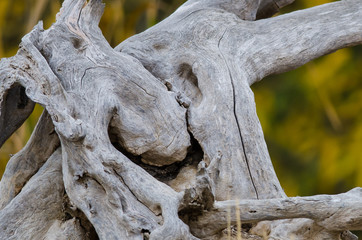 Nature Abstract – Naturally Gnarled and Weathered Worn Piece of Wood